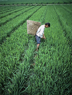 Food Security Challenges East and Southeast Asia