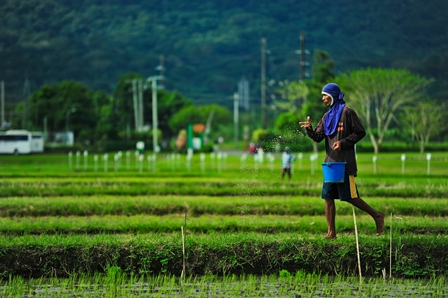 Improve Efficiency of Fertilizer Market in the Philippines