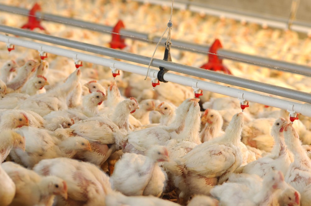 Transformation of the Thai Broiler Industry